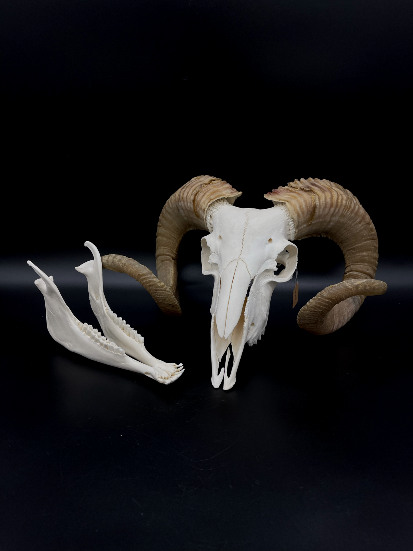 B Grade Merino Ram Skull with Mandibles