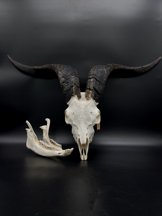 A+ Grade Rangeland Billy Goat skull with Horn Streaks & Mandibles (Slight Pathology)