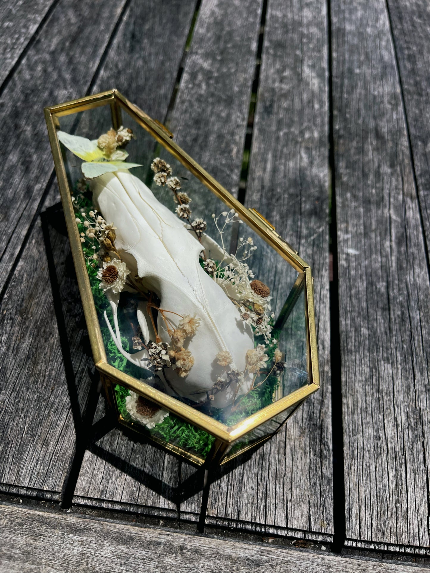 ‘Glimmers’ fox skull in glass coffin