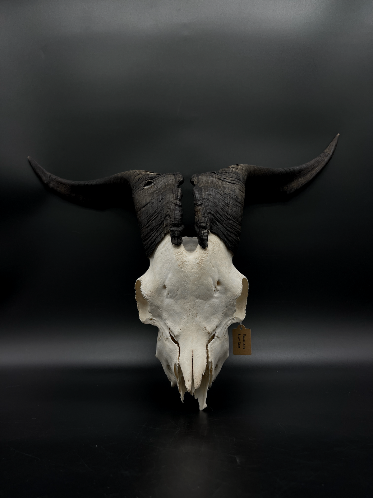 B Grade Rangeland Billy Goat Skull