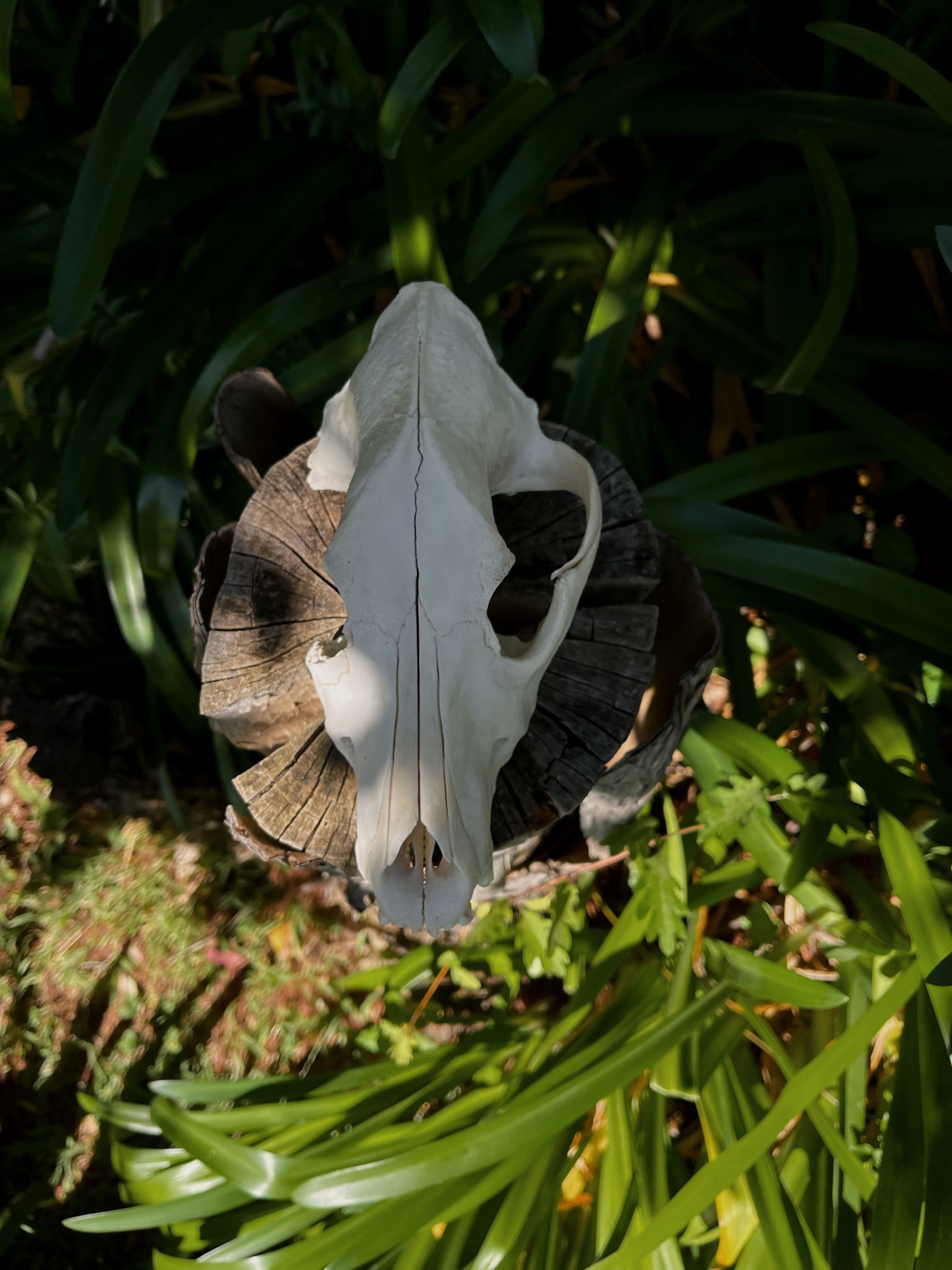 Partial Kelpie Mix skull