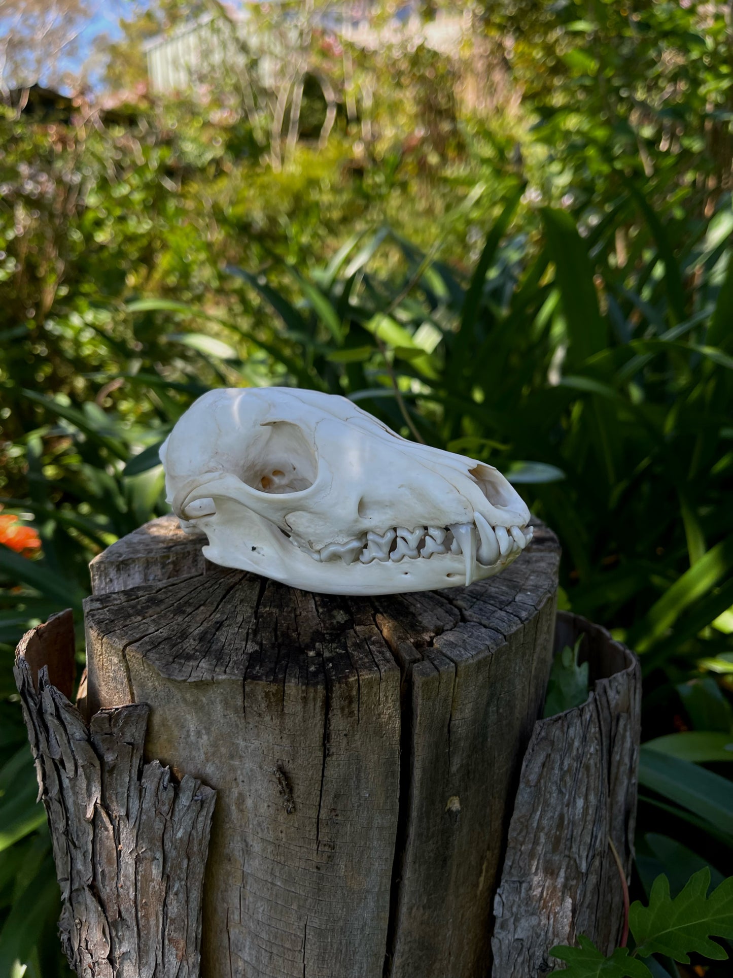 Red Fox Skull (CRAFT GRADE)