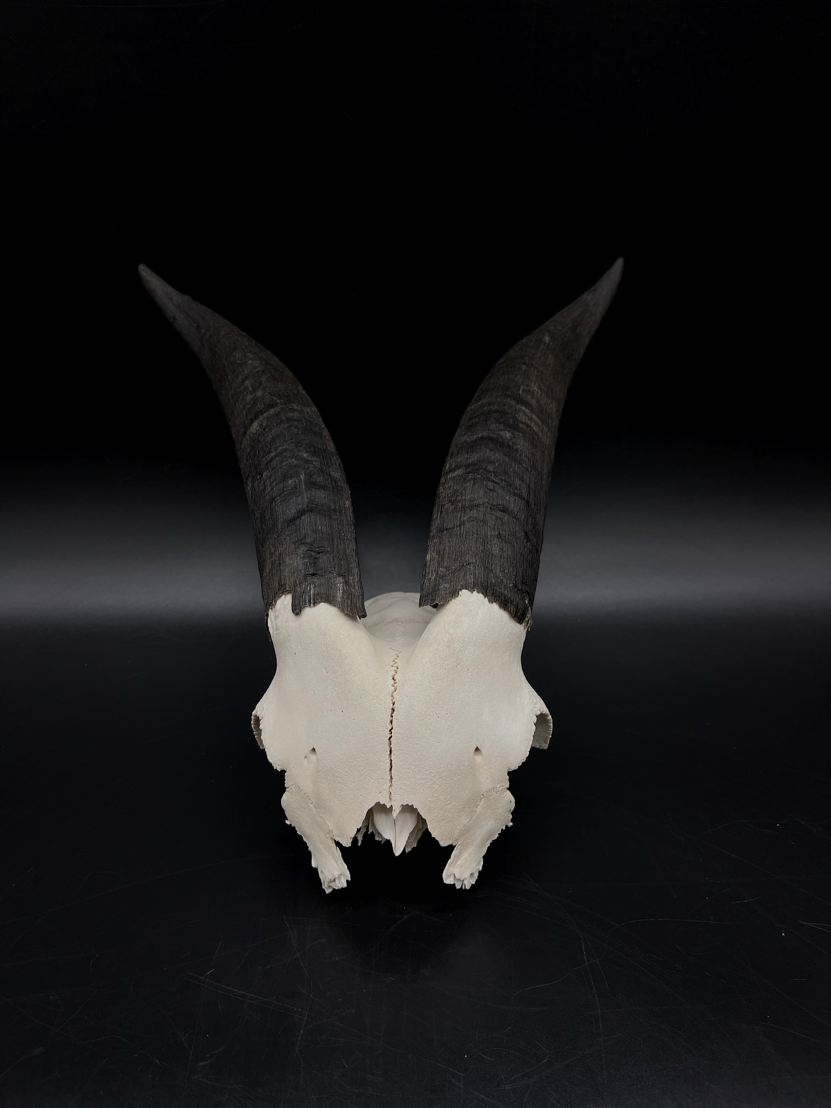 Craft Grade Rangeland Billy Goat Skull Cap