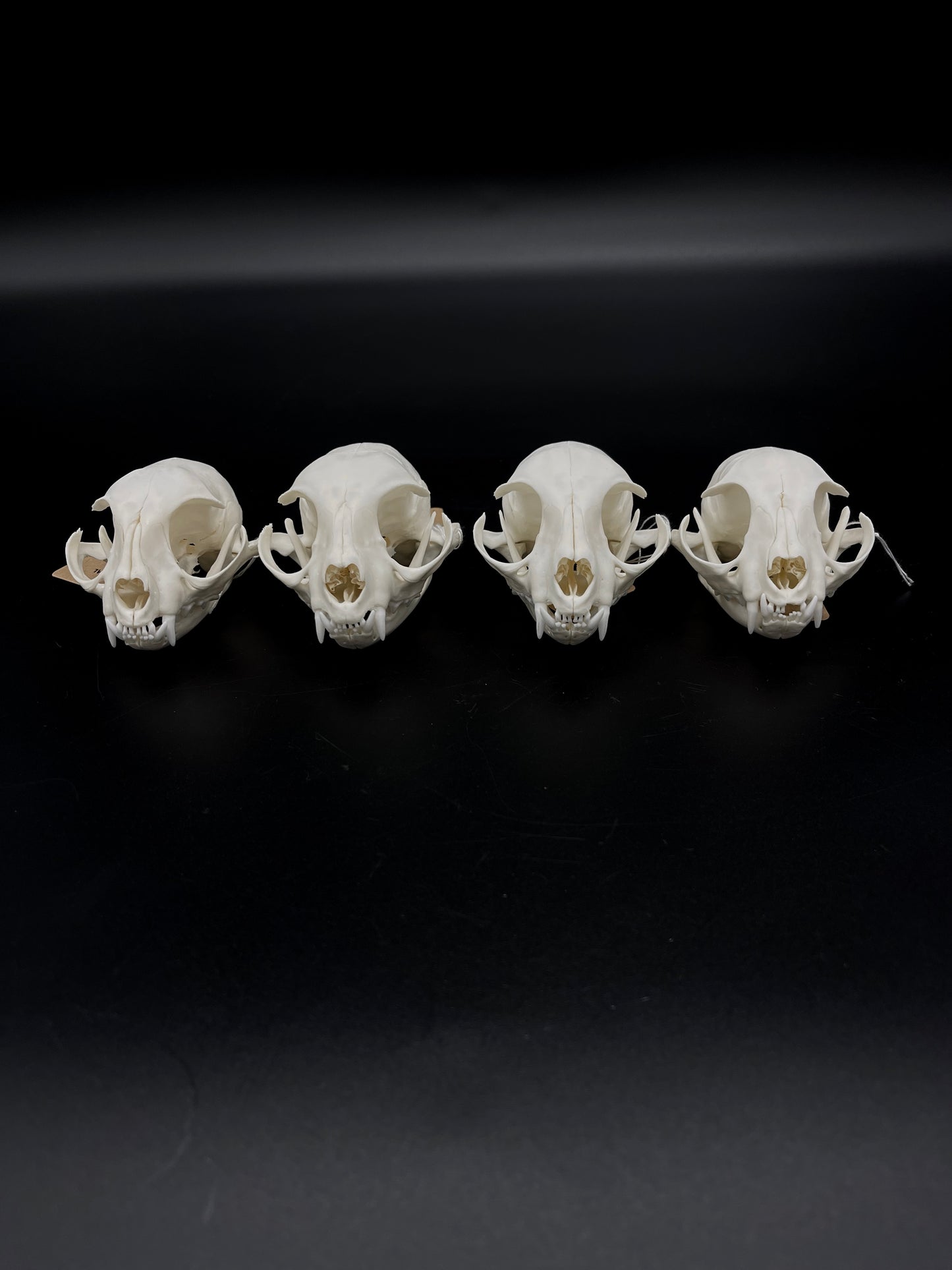 A- Grade Feral Cat Skull