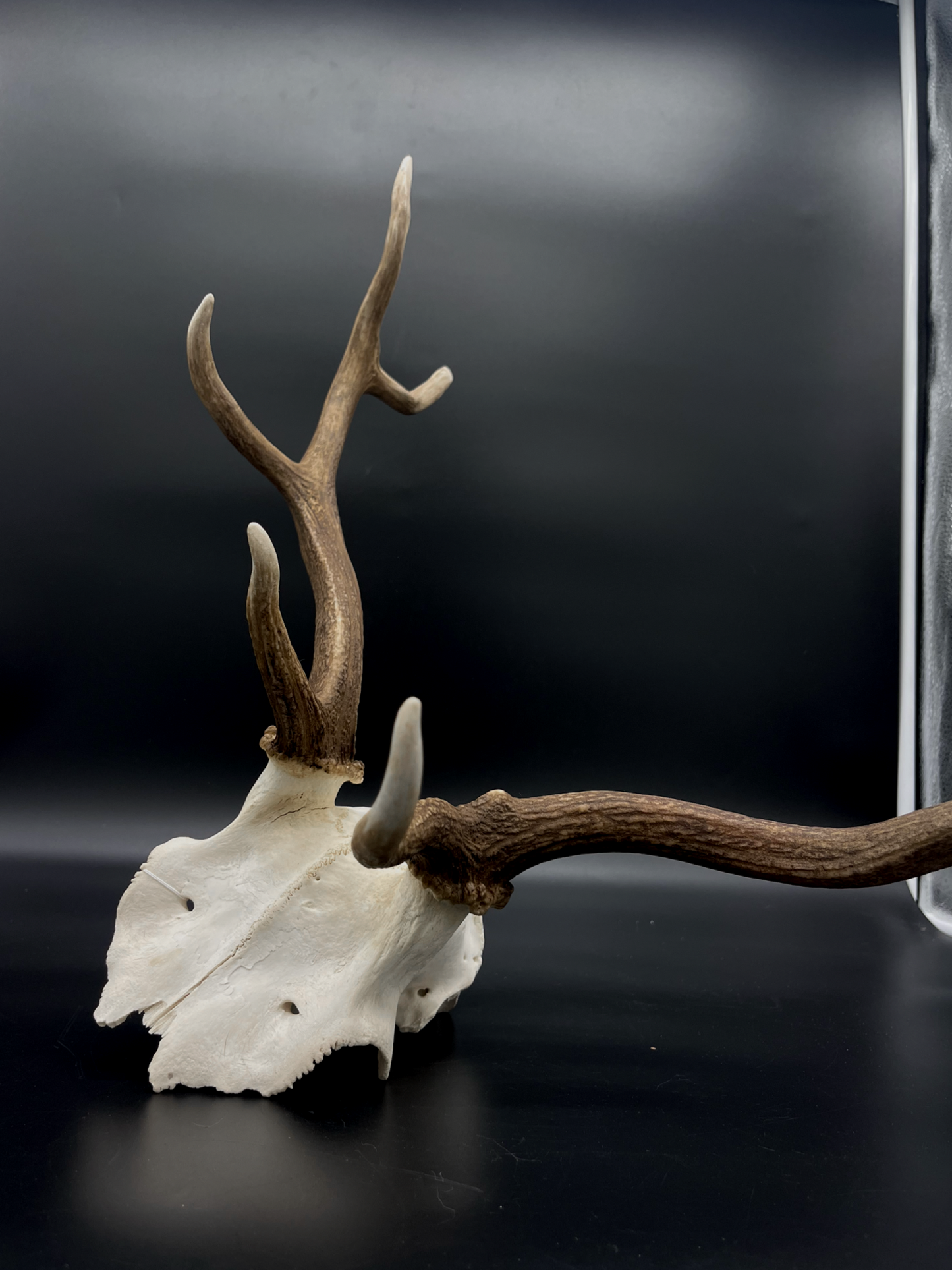 B Grade Fallow Buck Skull Cap