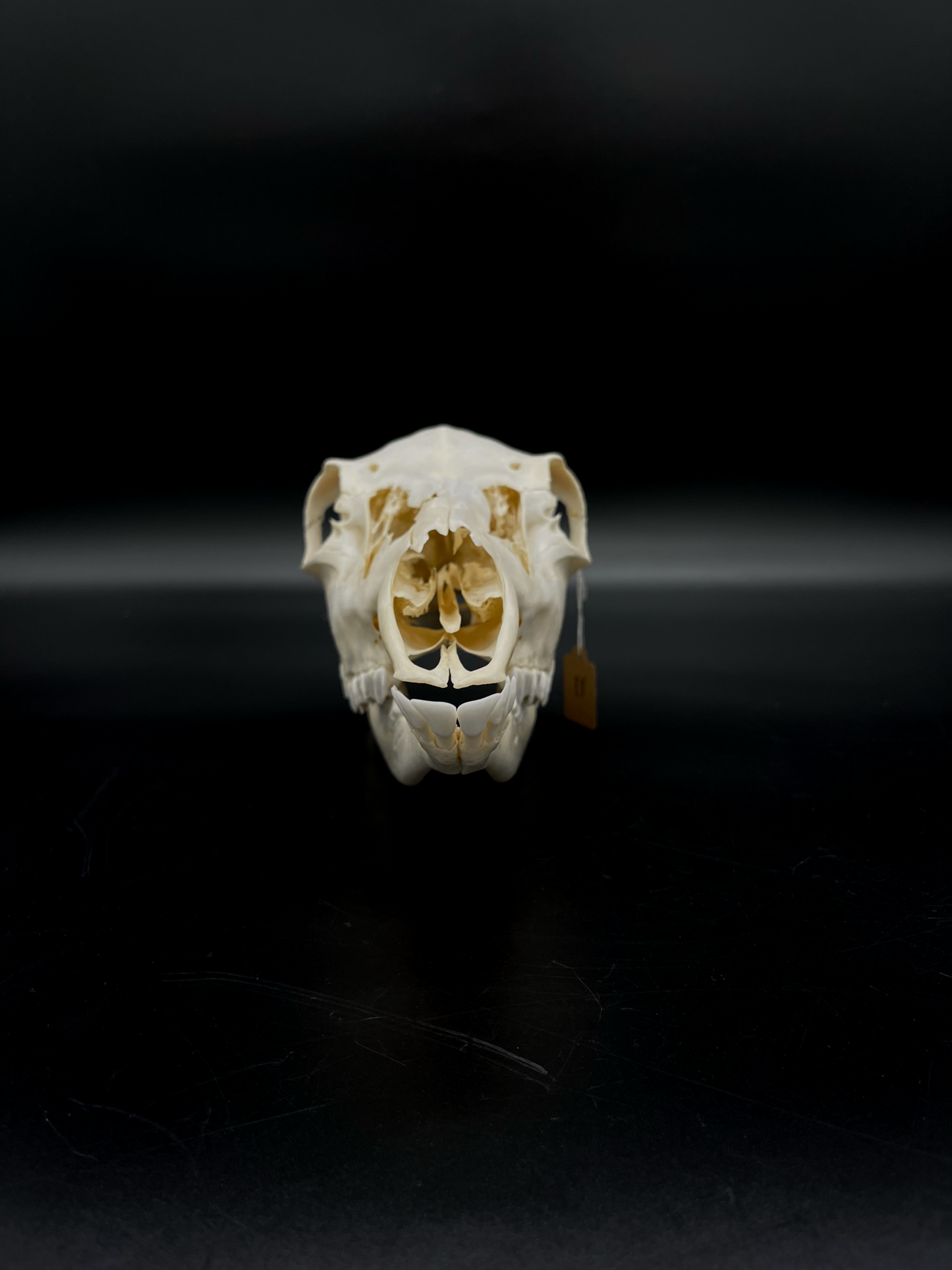 Craft Grade Fallow Doe skull w/ Mandibles