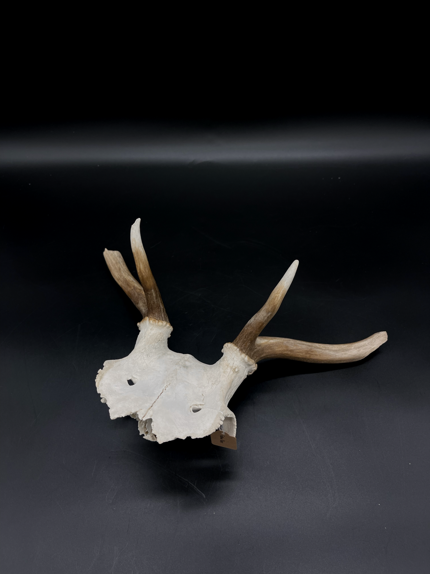 Craft Grade Fallow Buck Skull Cap