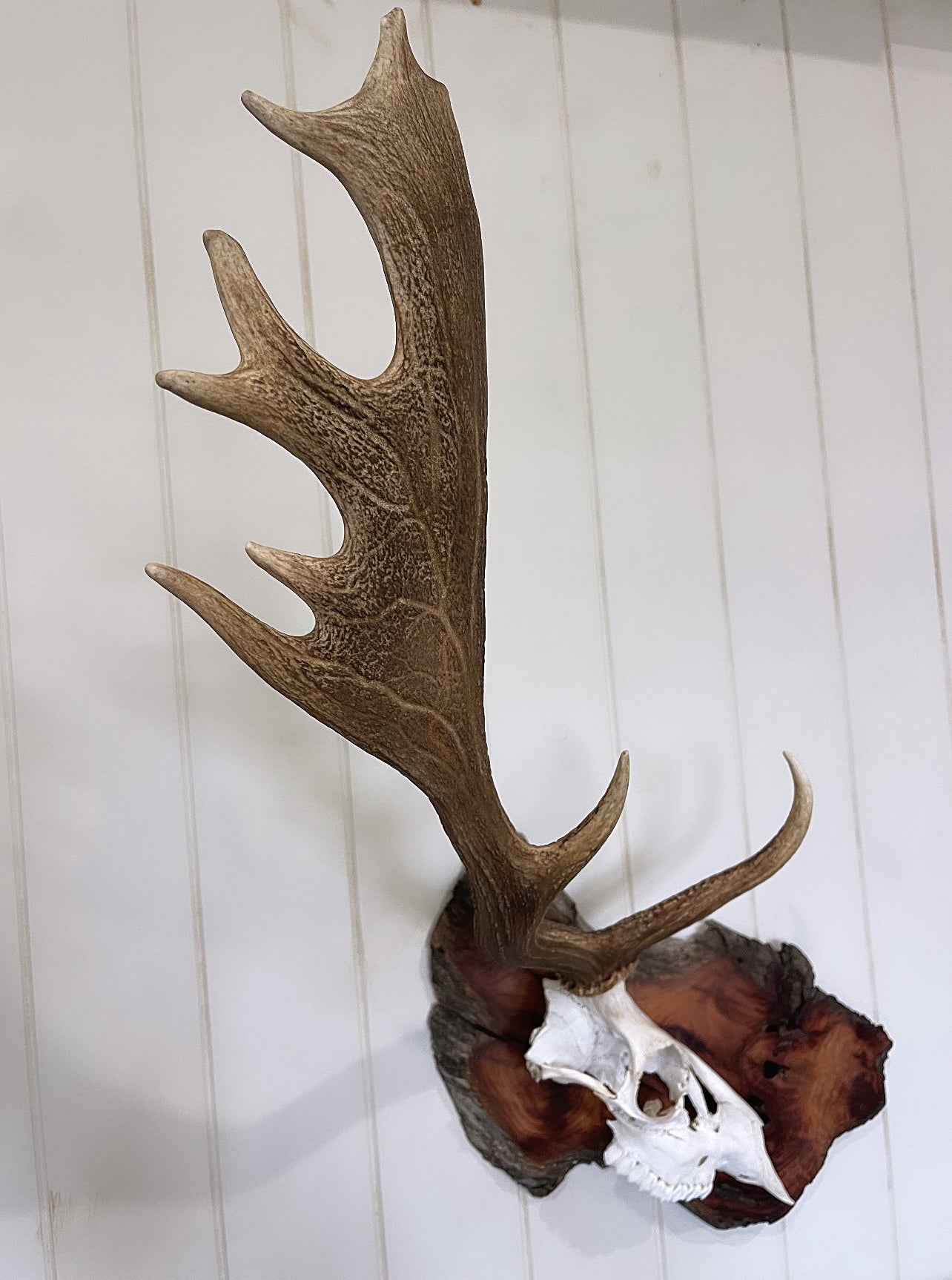 One-sided Fallow Buck Hardwood Burl Mount