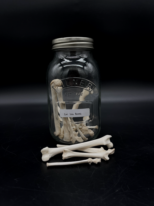 Cat Leg Bones