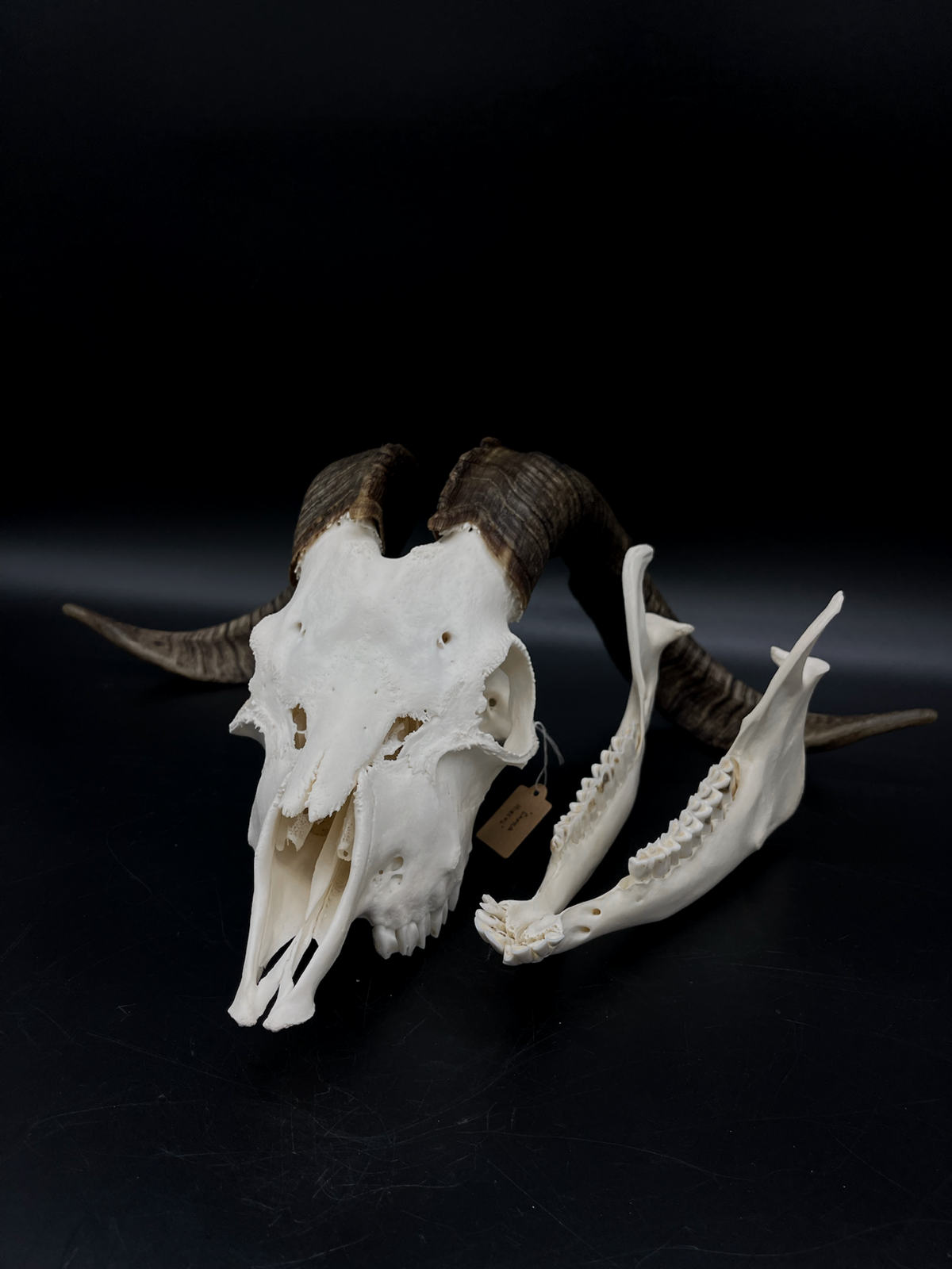 A+ Grade Rangeland (with Angora genetics) Billy Goat Skull + Mandibles