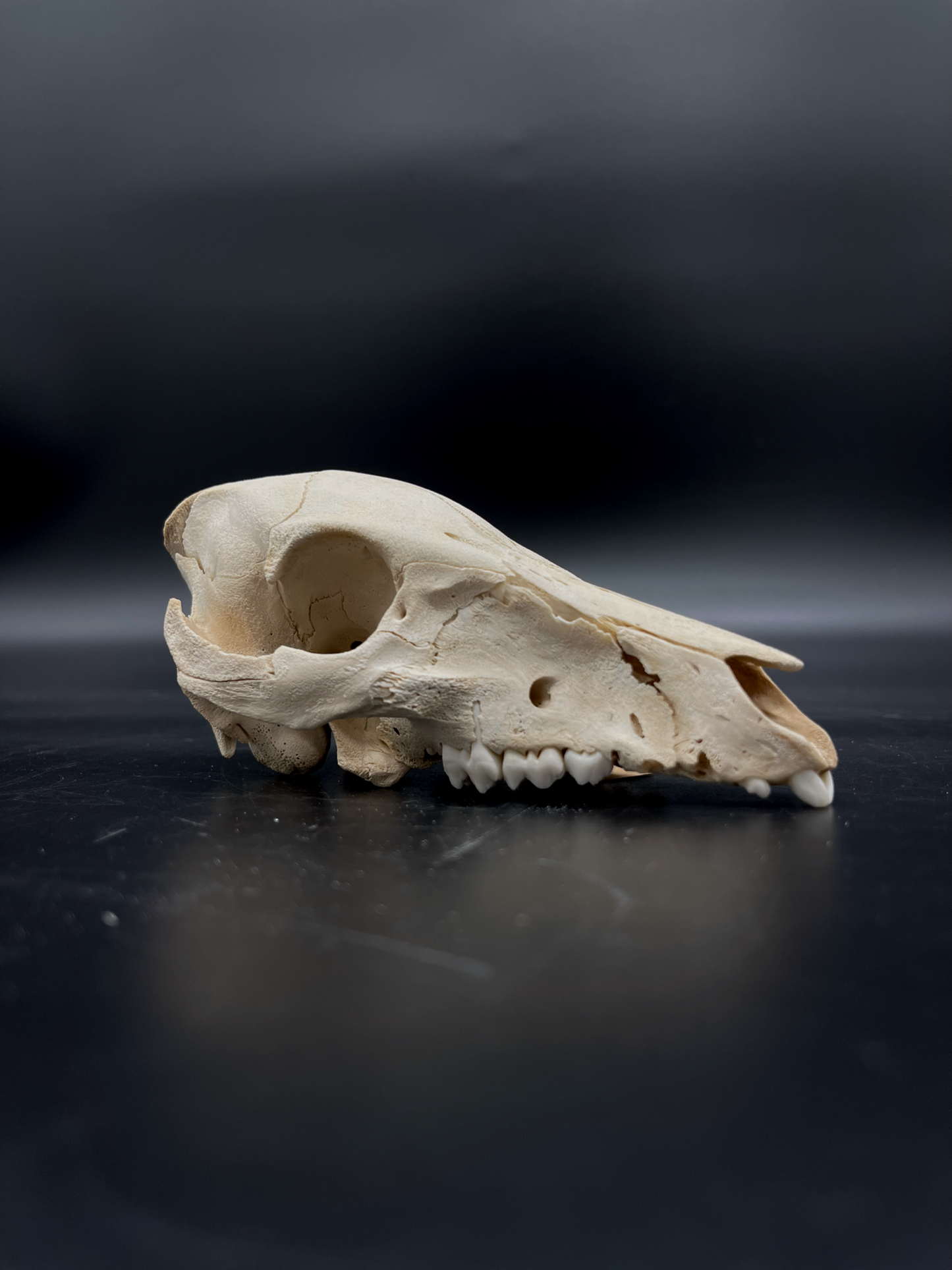 Craft Grade Feral Piglet Skull with Natural Patina