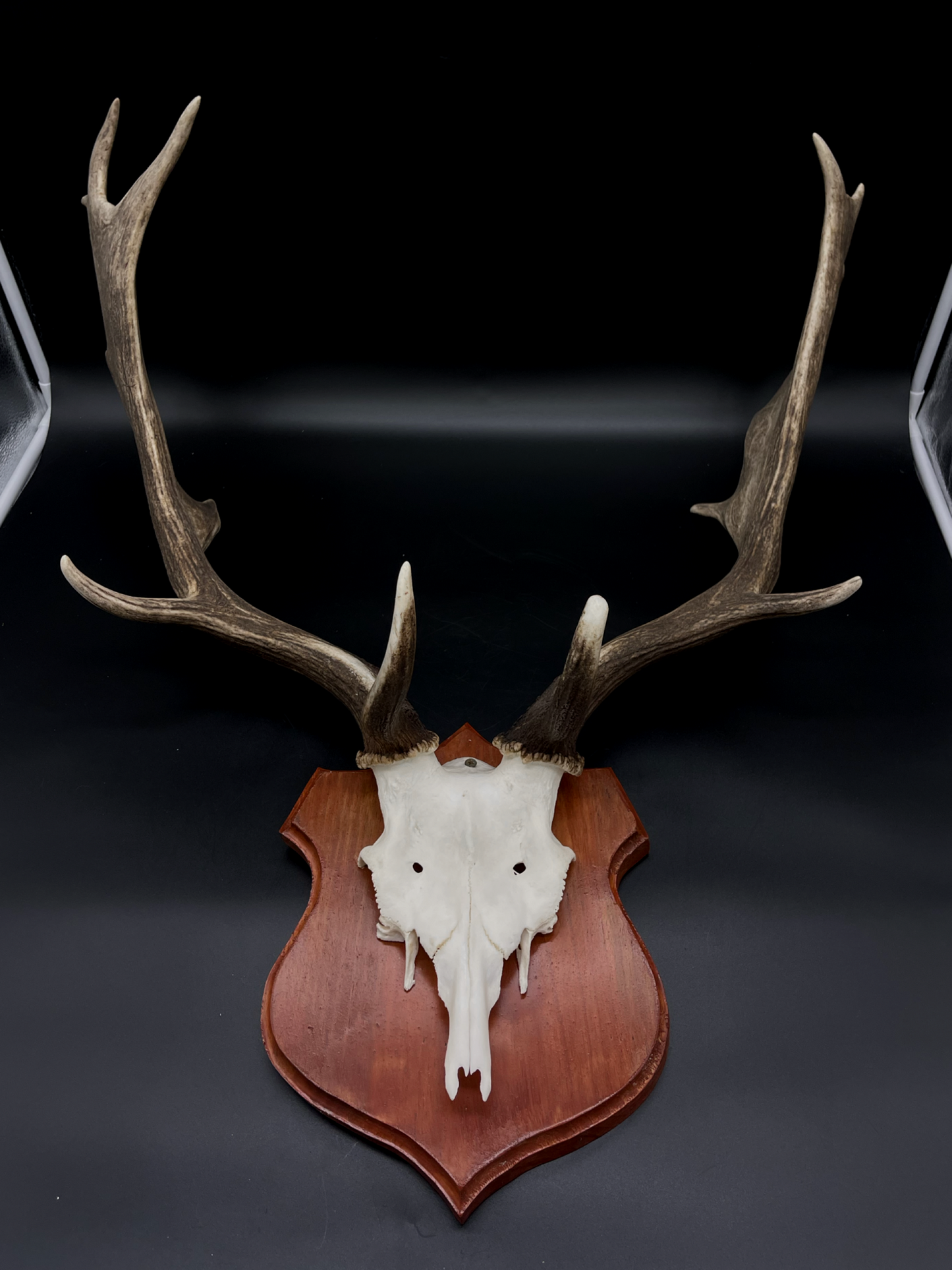 Fallow Buck half-skull cut European Mount