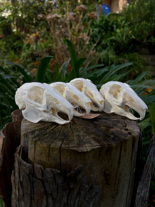 (A Grade) European Rabbit Skull