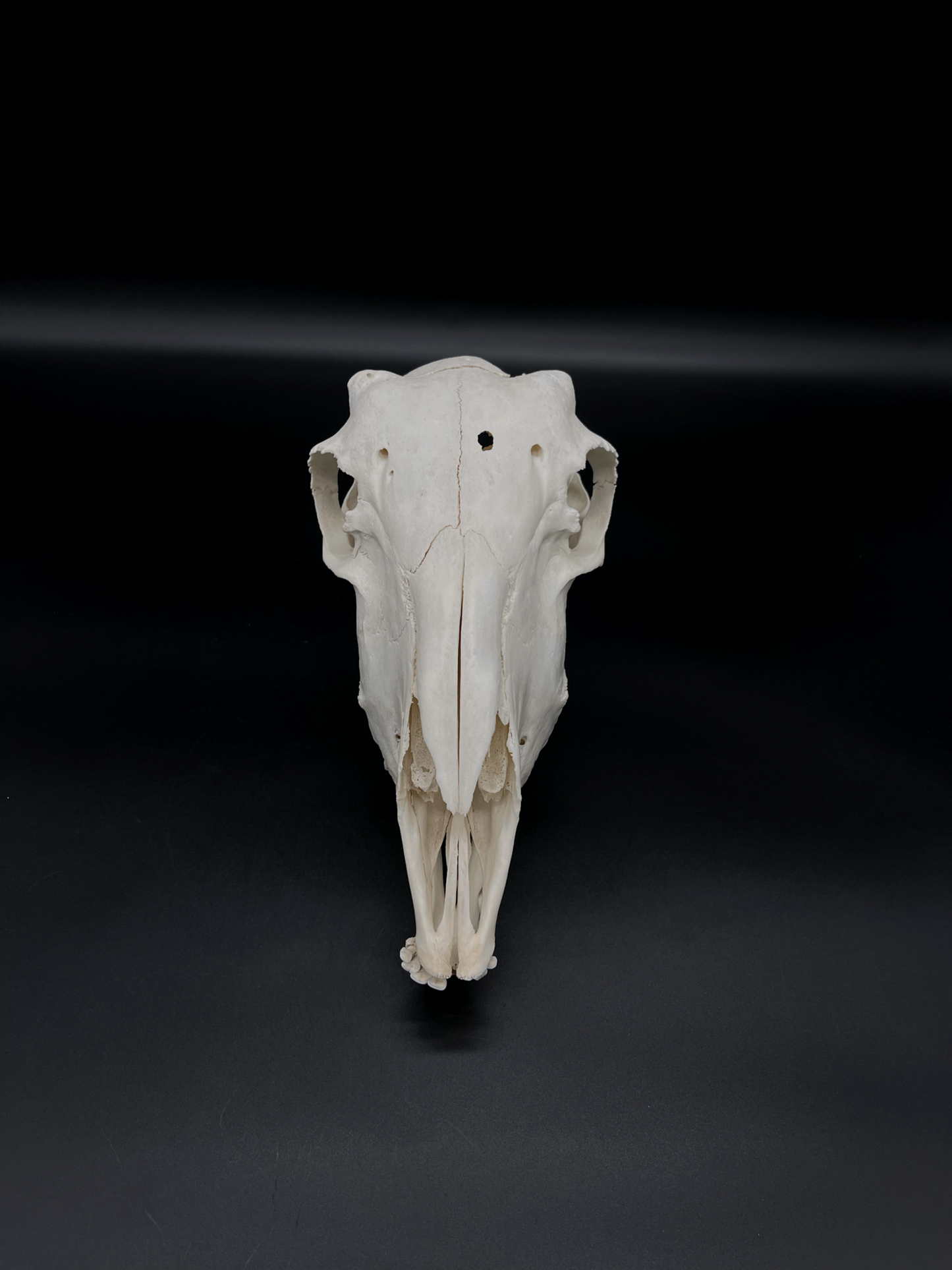 Craft Grade Merino X Border Ewe Skull
