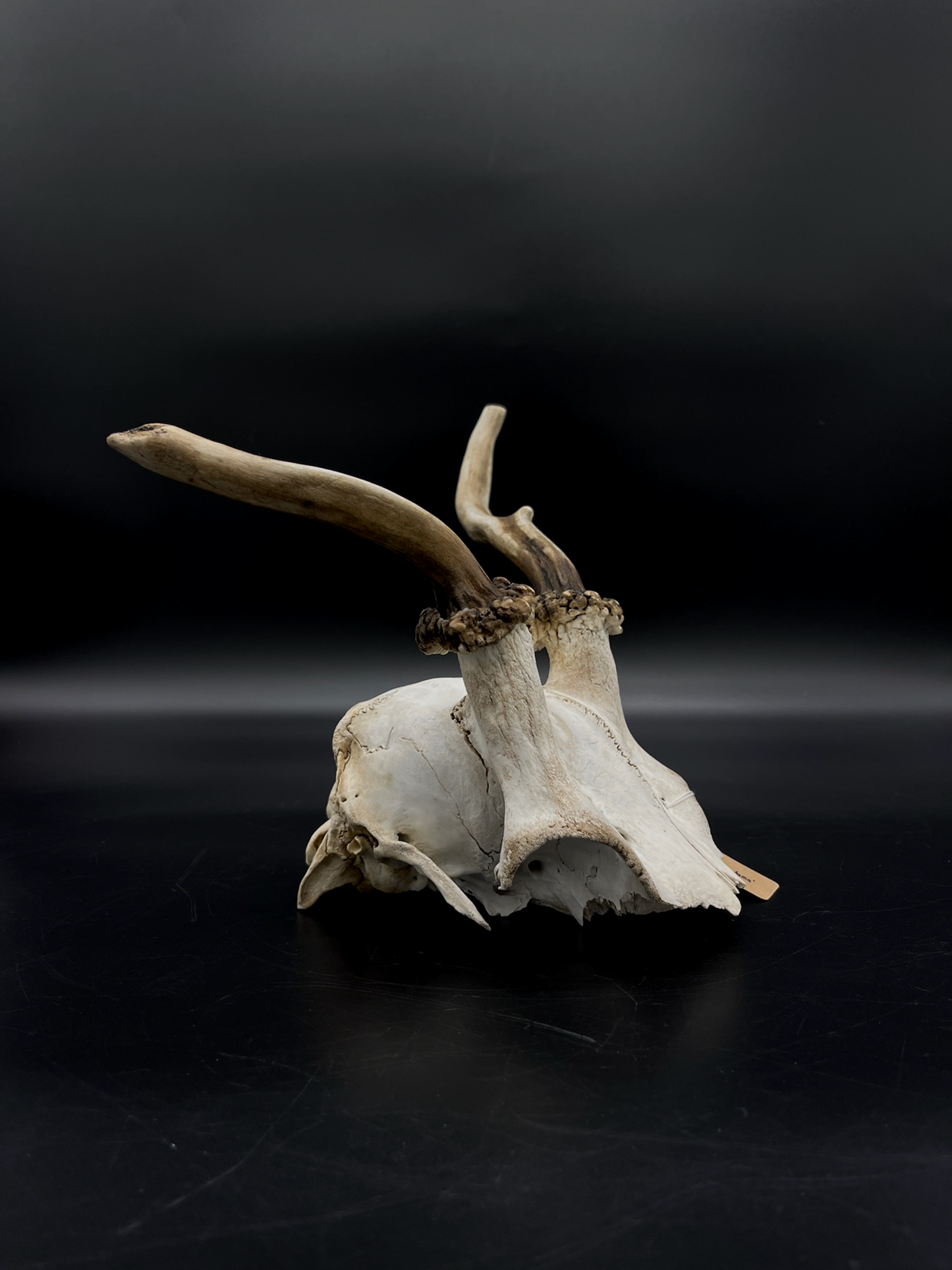 Craft Grade Fallow Spiker Skull Cap