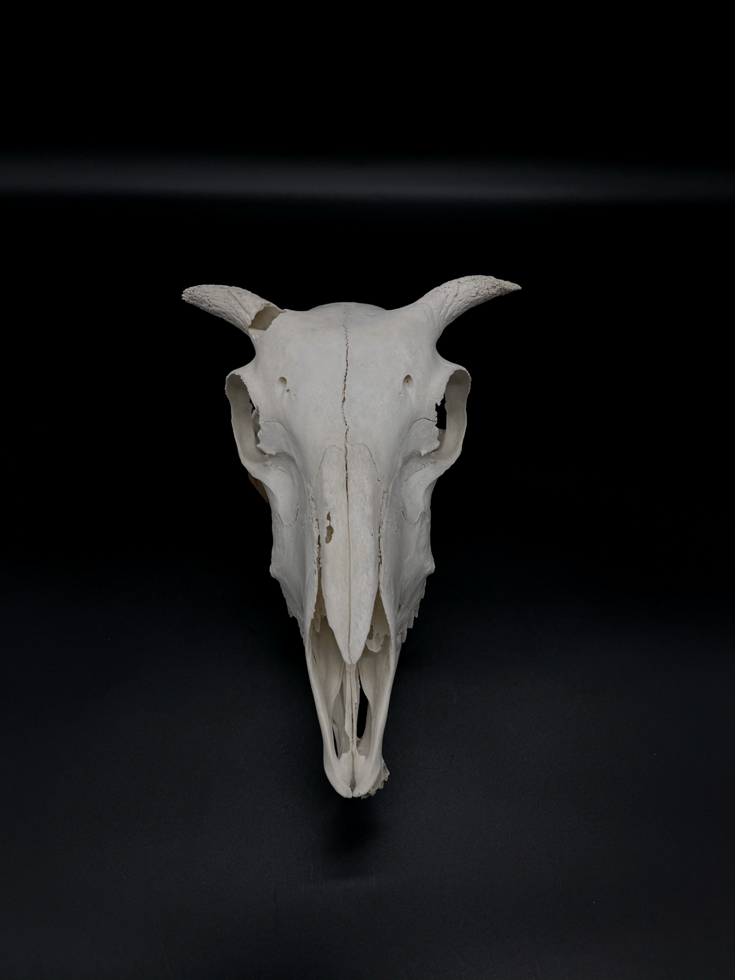 Craft Grade Merino Ewe Skull