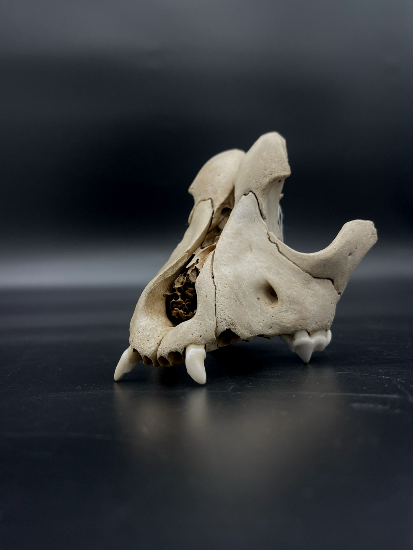 Craft Grade Domestic Dog (Large Brachycephalic breed) partial skull