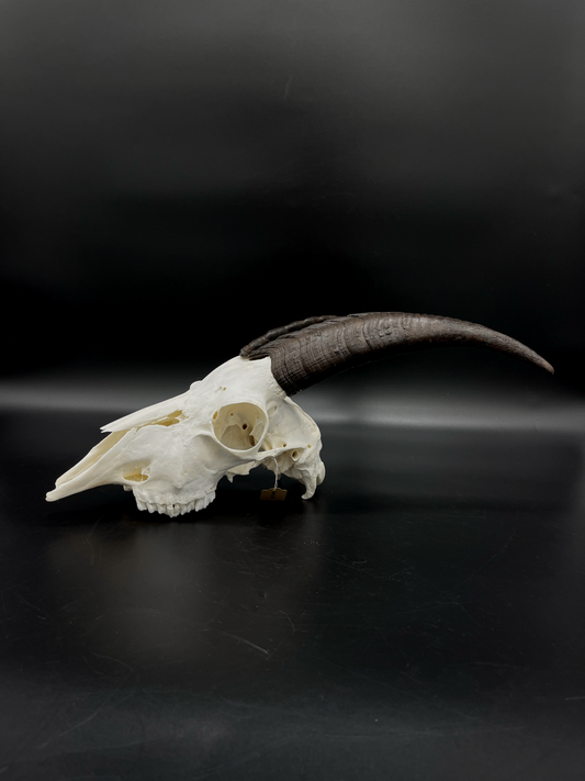 B Grade Nanny Goat Skull