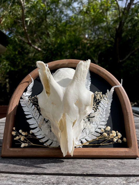 ‘Silver Lining’ Goat Skull Frame