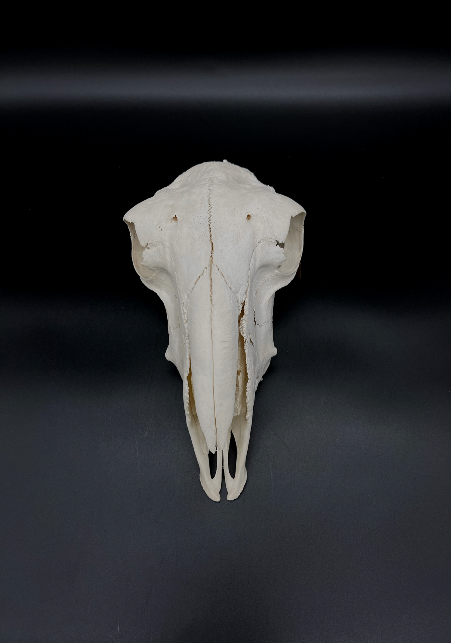 A- Grade Border Leicester Stud Ram Skull (Slight Wry Nose)