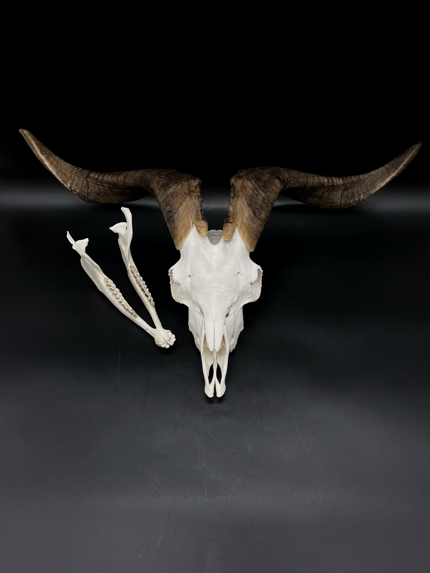 A+ Grade Rangeland Billy Skull with Mandibles