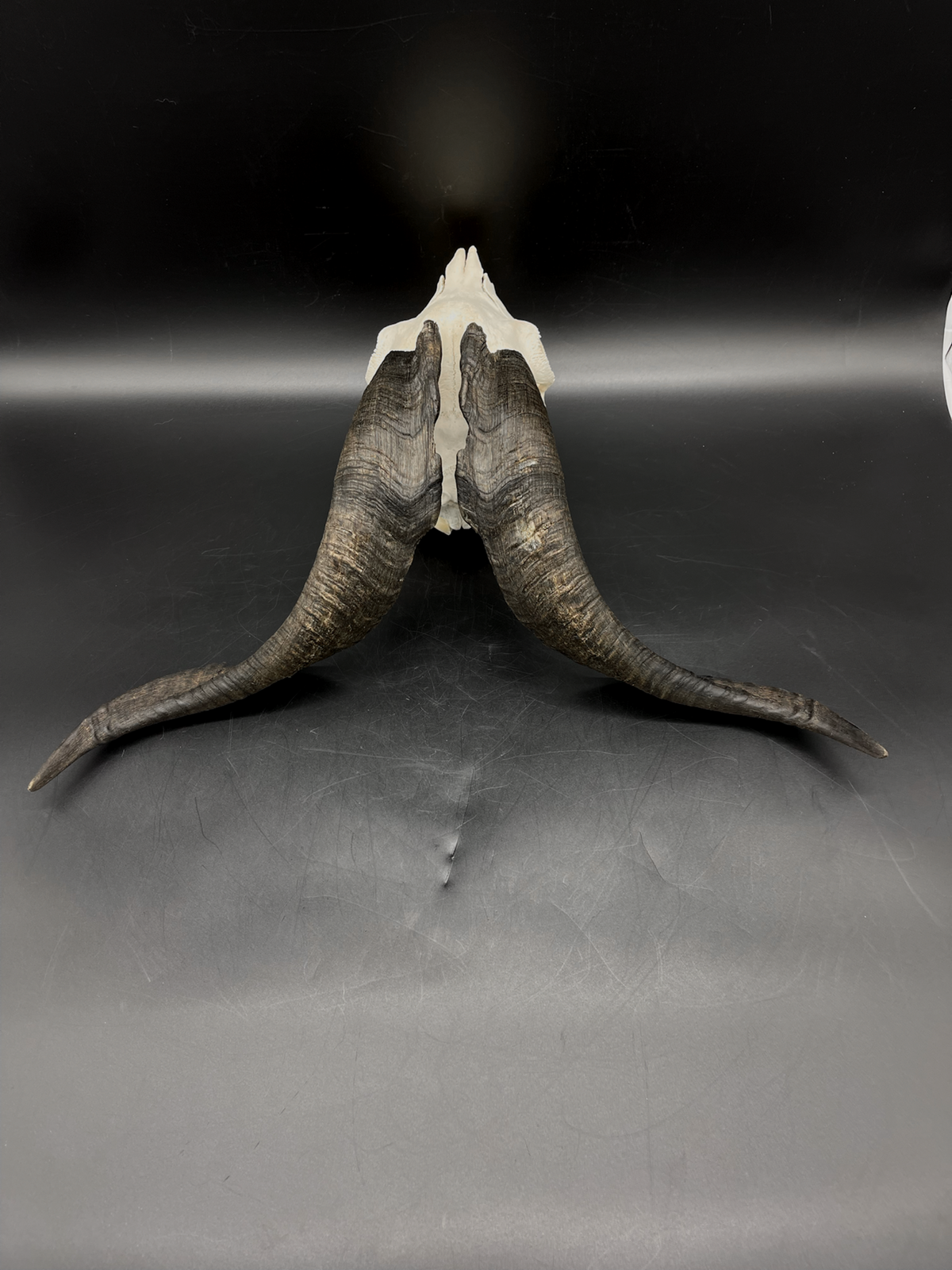 B Grade Rangeland Billy Goat Skull