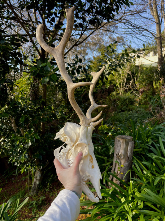 Ornately carved young Fallow Buck