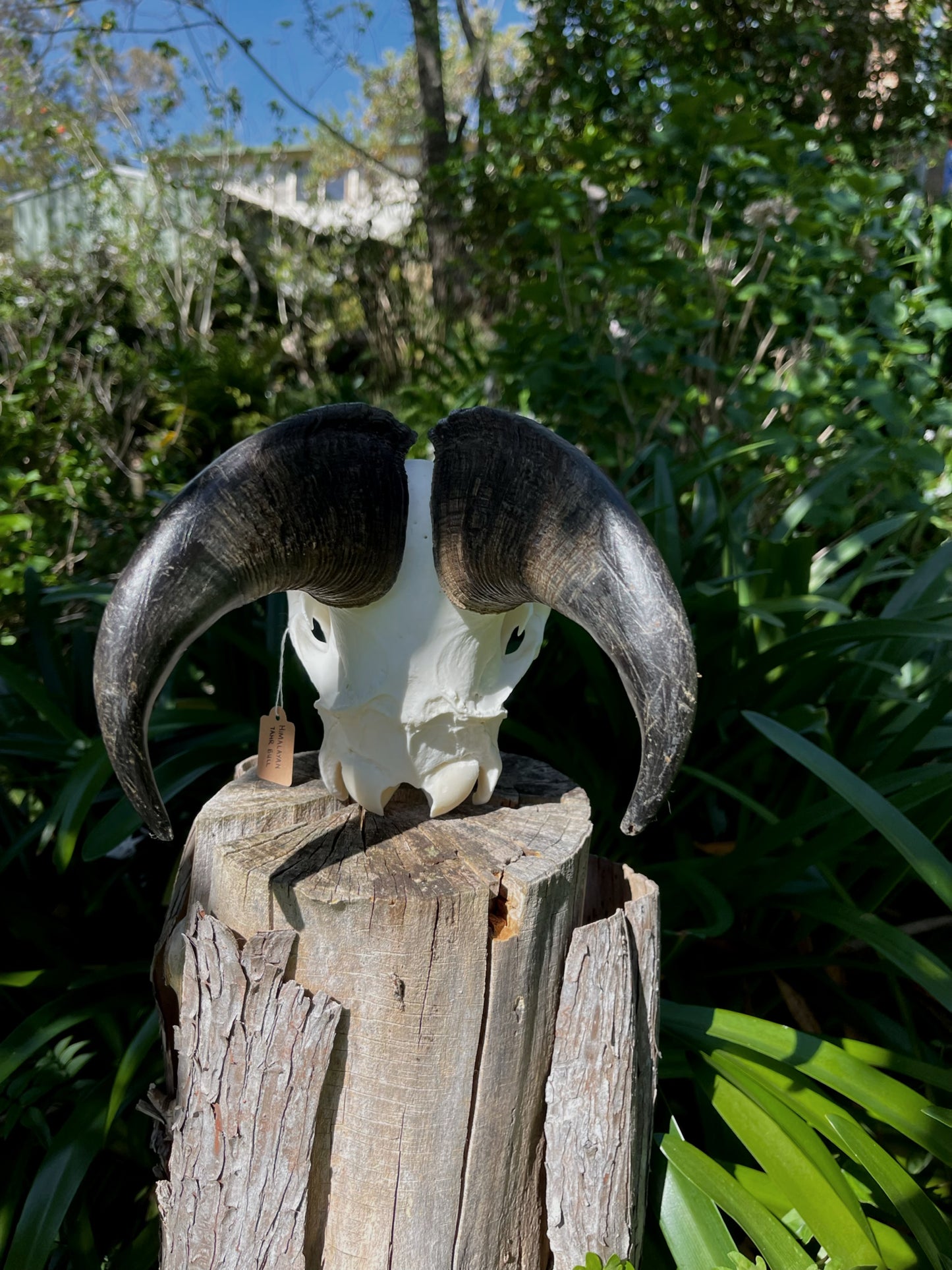 Himalayan Tahr Bull Skull (NZ)