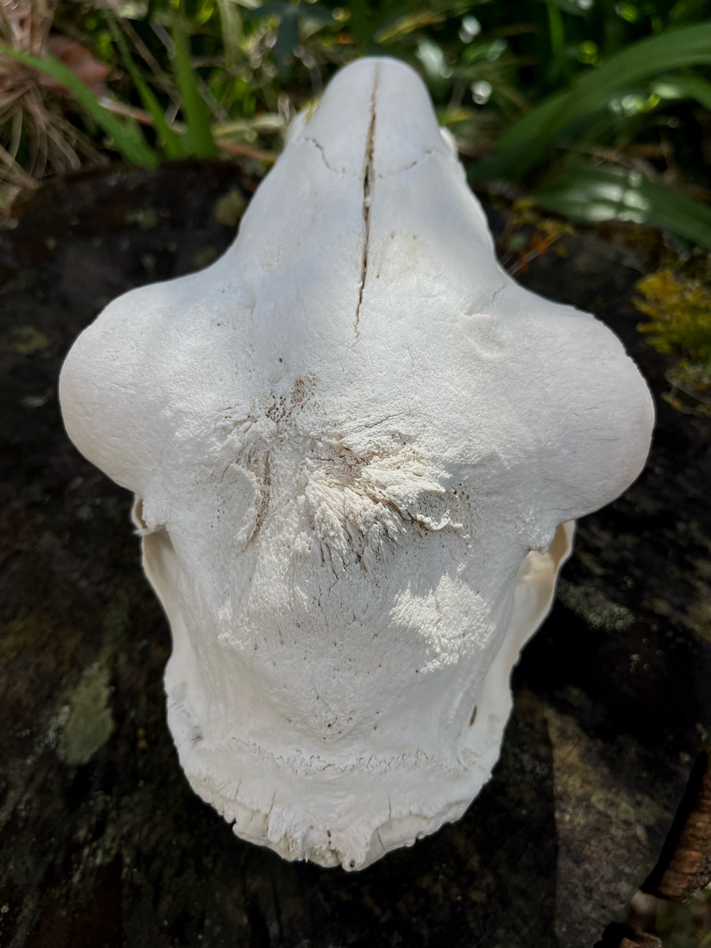 Border Leicester Stud Ram Skull #1