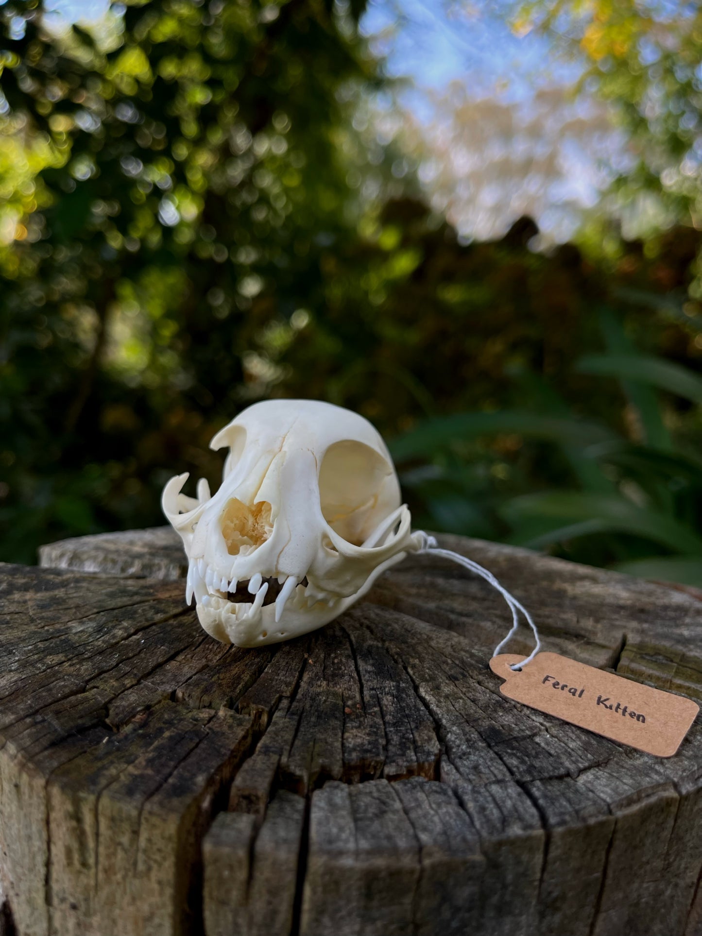 Feral Kitten Skull (B Grade)