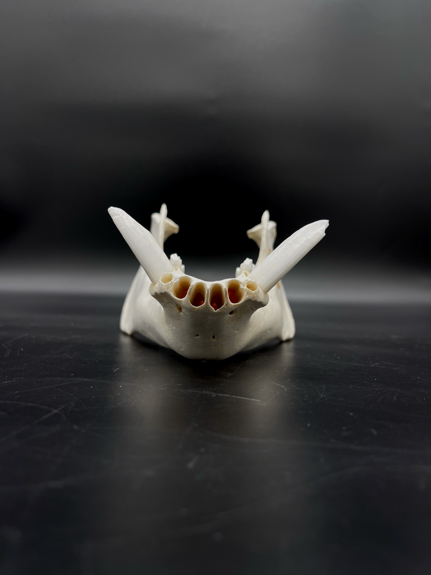 B Grade Wild Boar Tusks/Mandibles