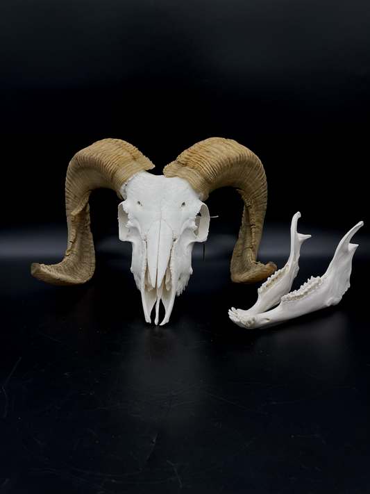 A- Grade Merino Ram Skull with Mandibles