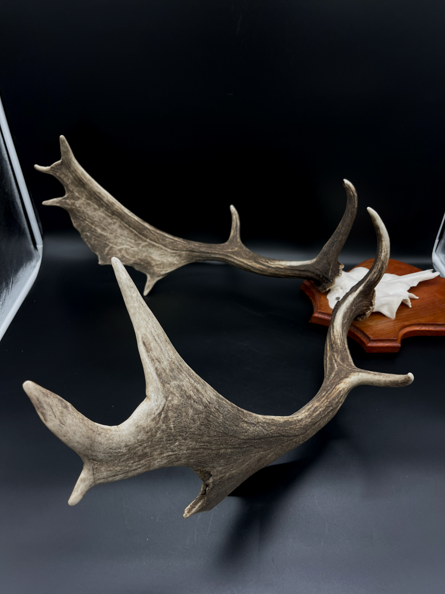 Fallow Buck half-skull cut European Mount