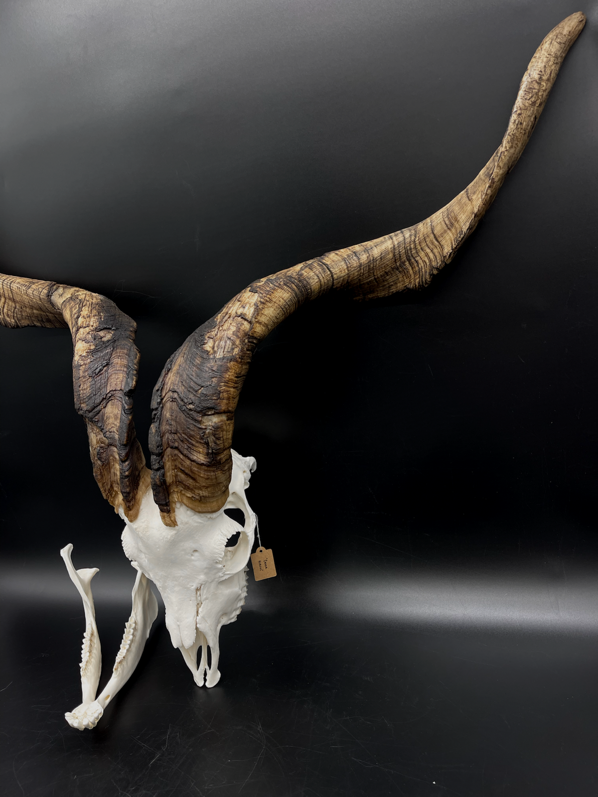 A- Rangeland Billy Goat Skull + Mandibles + VERY IMPRESSIVE HORNS