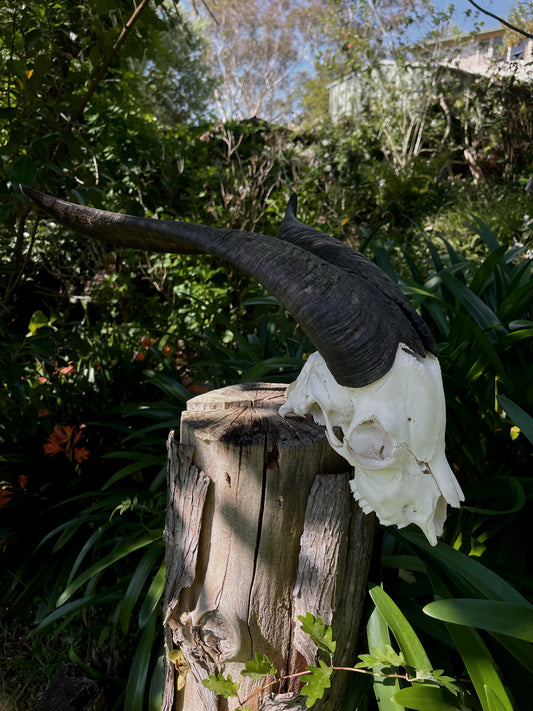 Billy Goat Skull