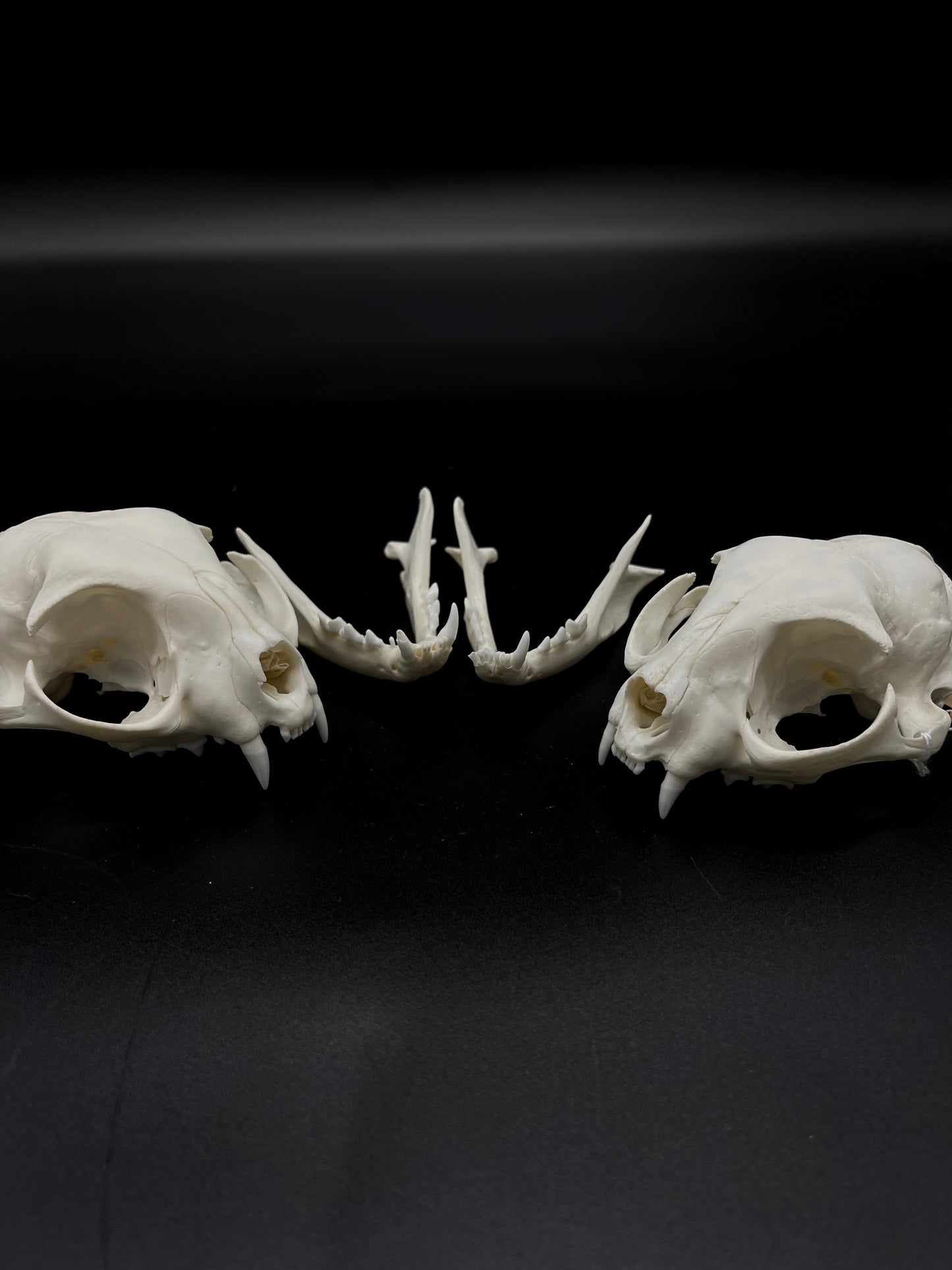 B Grade Feral Cat Skull