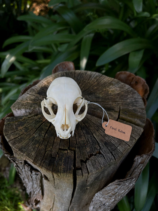 Feral Kitten Skull (B Grade)