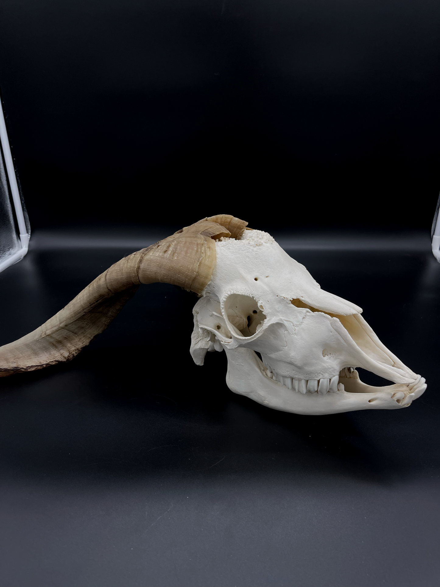 A- Grade Billy Goat Skull with Mandibles