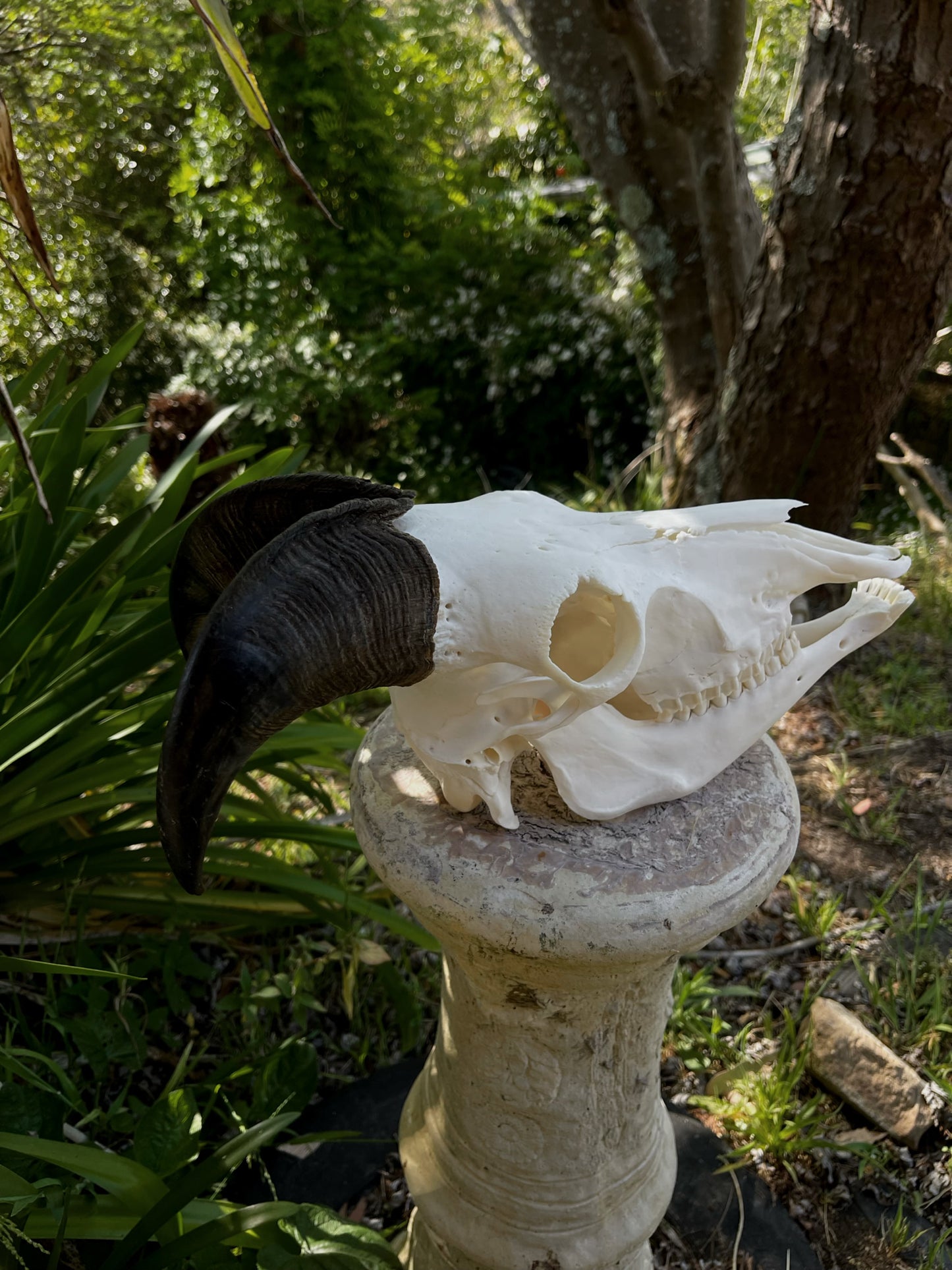 Himalayan Tahr Bull Skull (NZ)