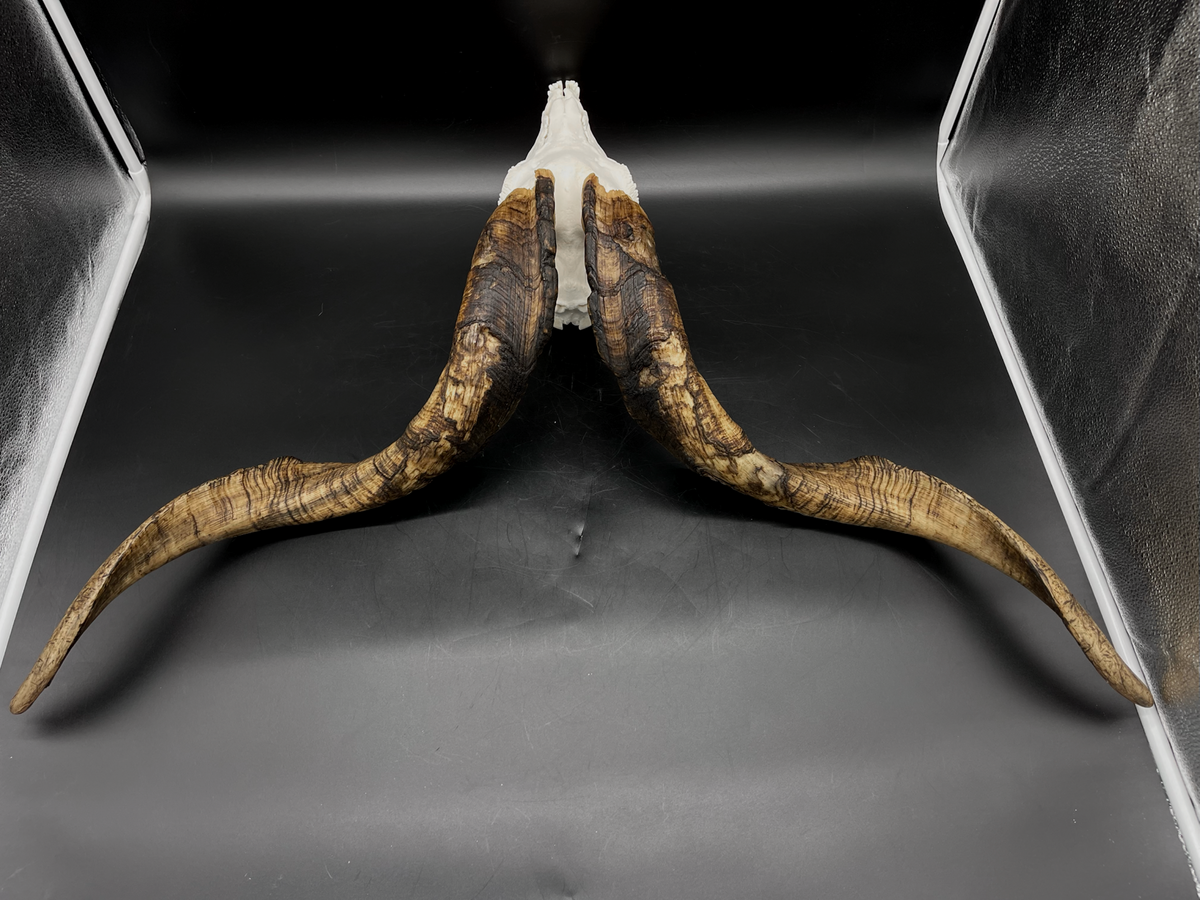 A- Rangeland Billy Goat Skull + Mandibles + VERY IMPRESSIVE HORNS