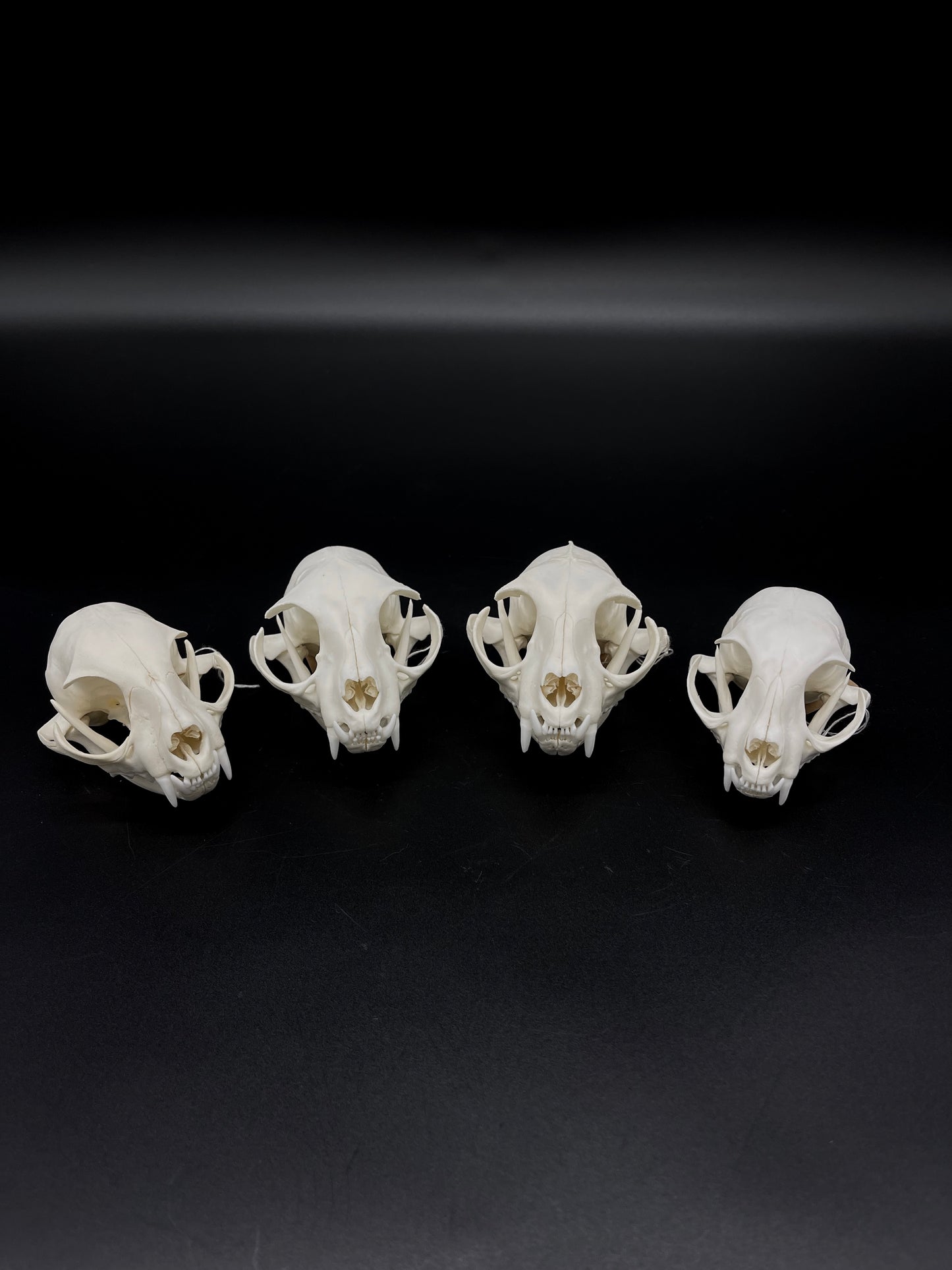A+ Grade Feral Cat Skull