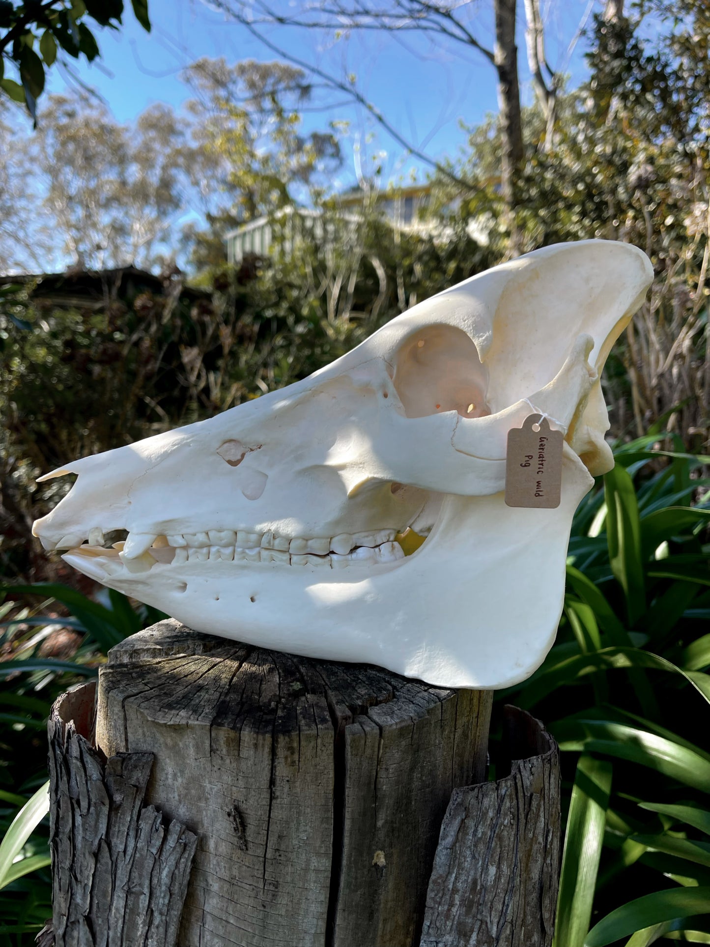 Geriatric Wild Pig Skull