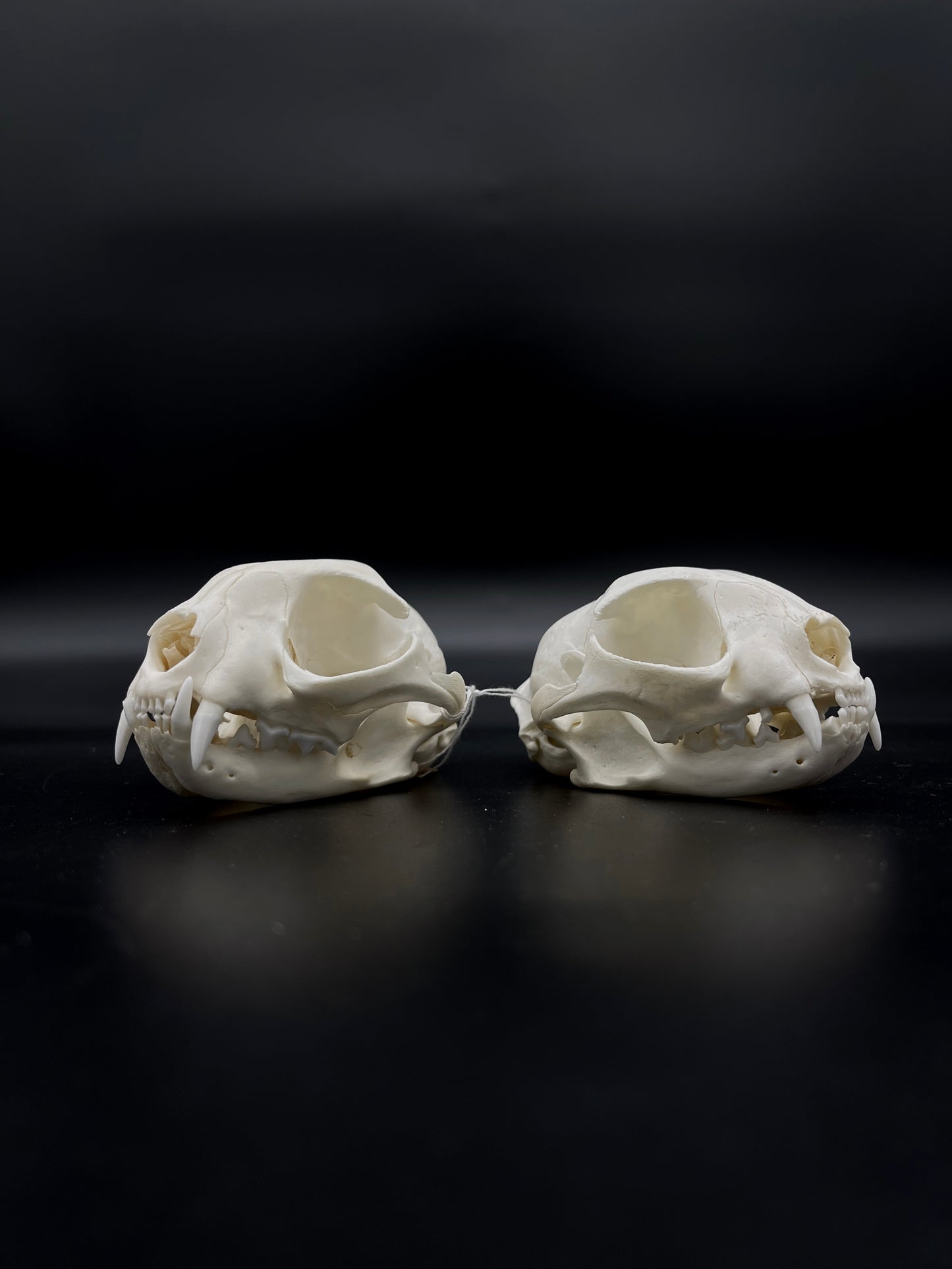 B Grade Feral Cat Skull