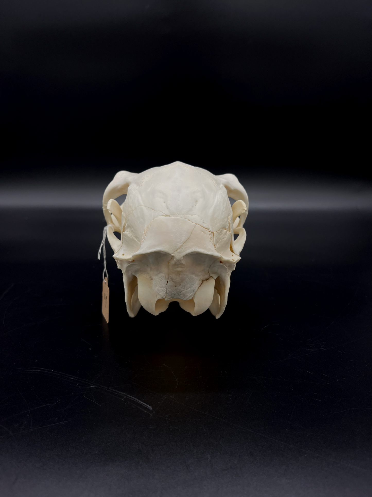 Craft Grade Fallow Doe skull w/ Mandibles