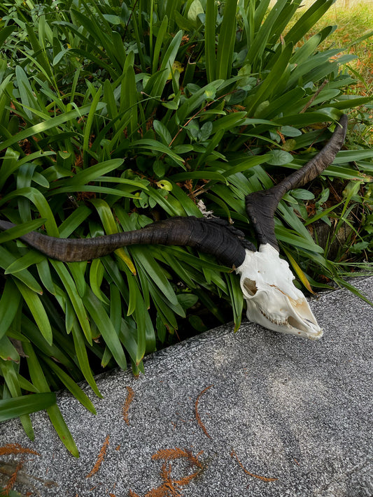 34” Billy Goat Skull/ Euro mount (MANDIBLES INCLUDED)
