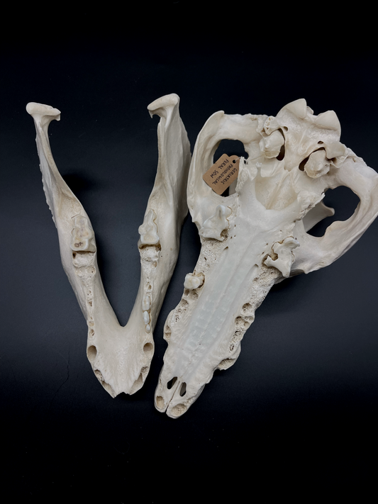 Pathological Geriatric Sow