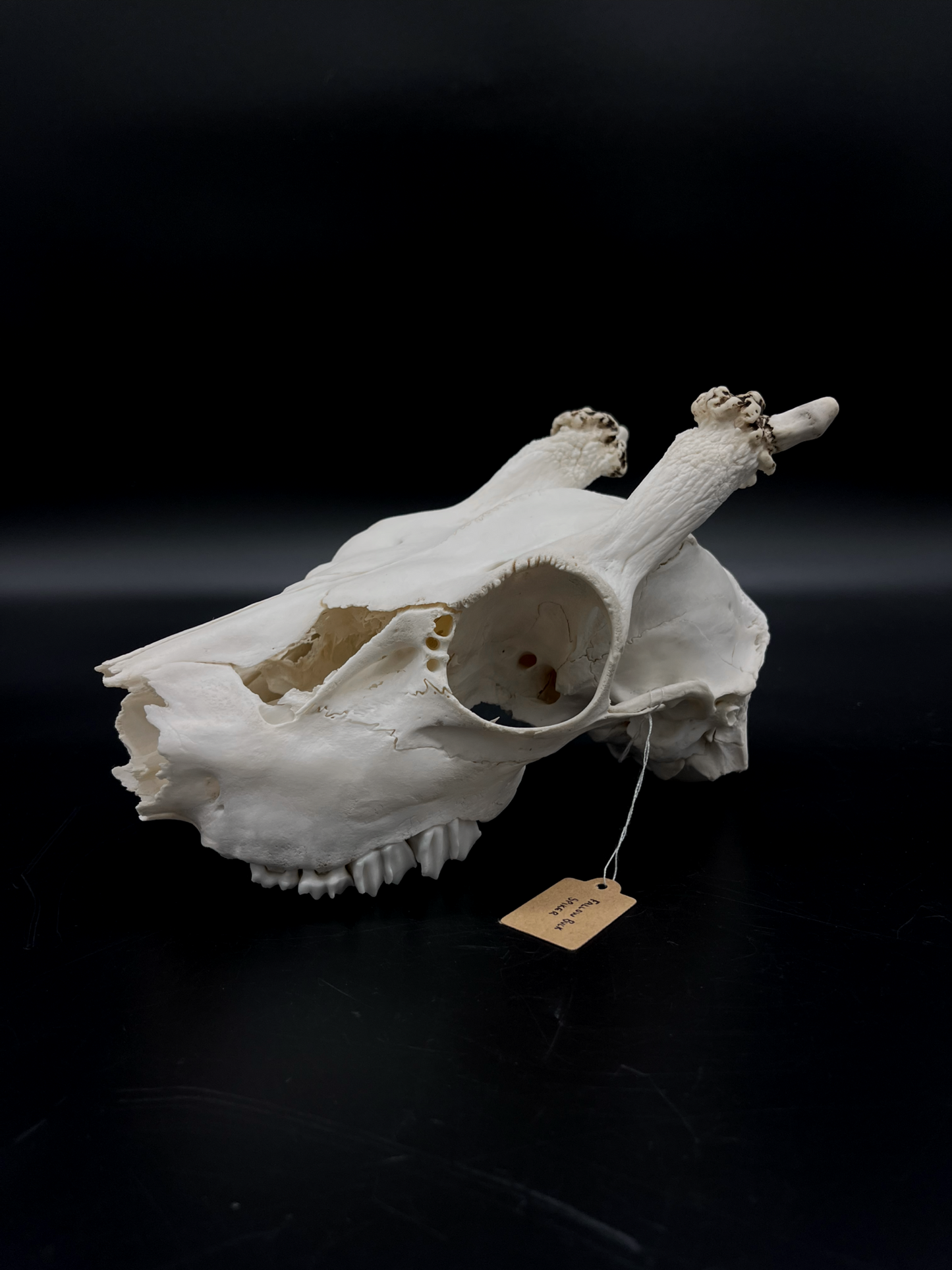 Craft Grade Fallow Spiker Skull