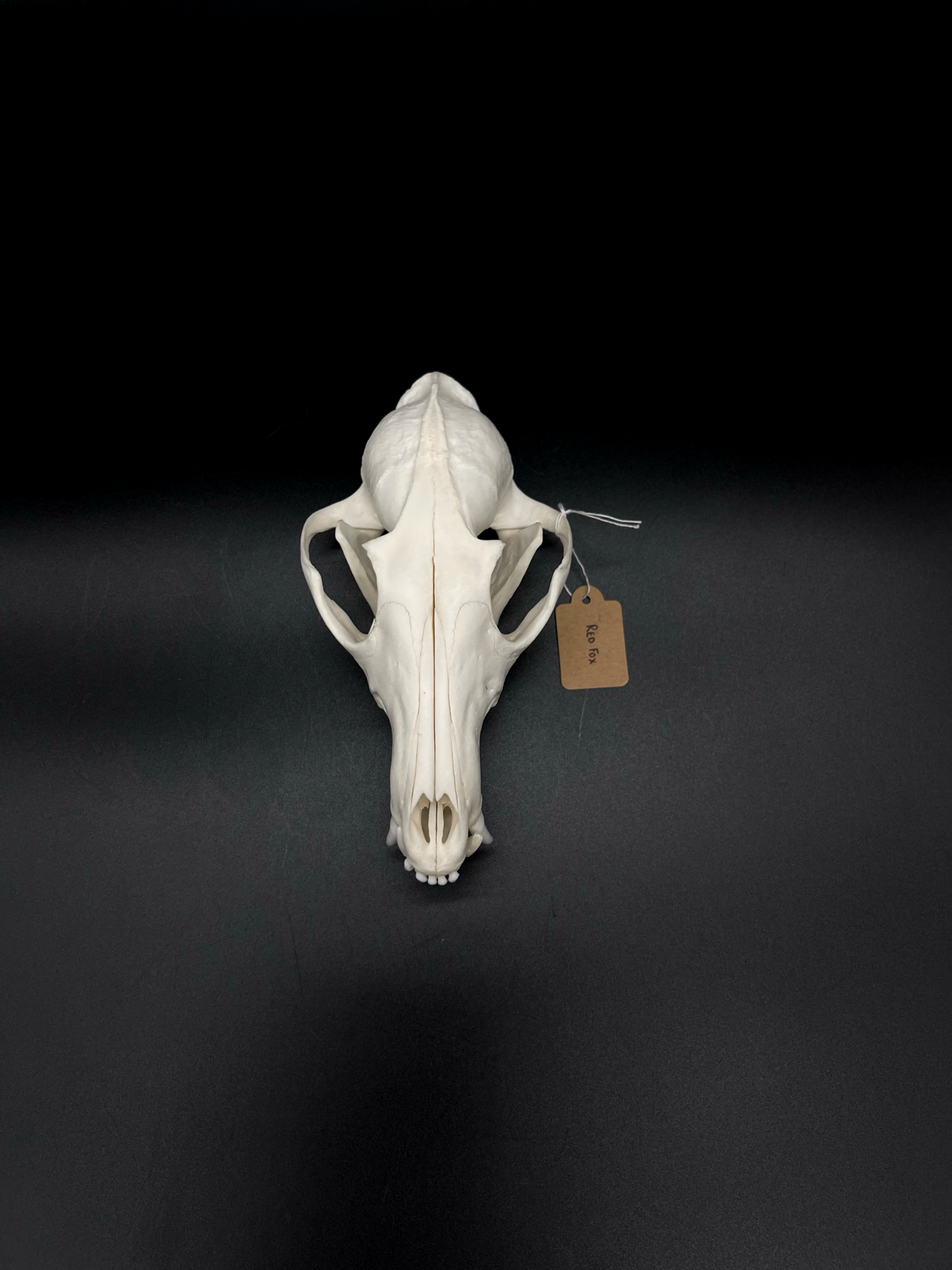 INTERACTIVE Pathological Red Fox Skull
