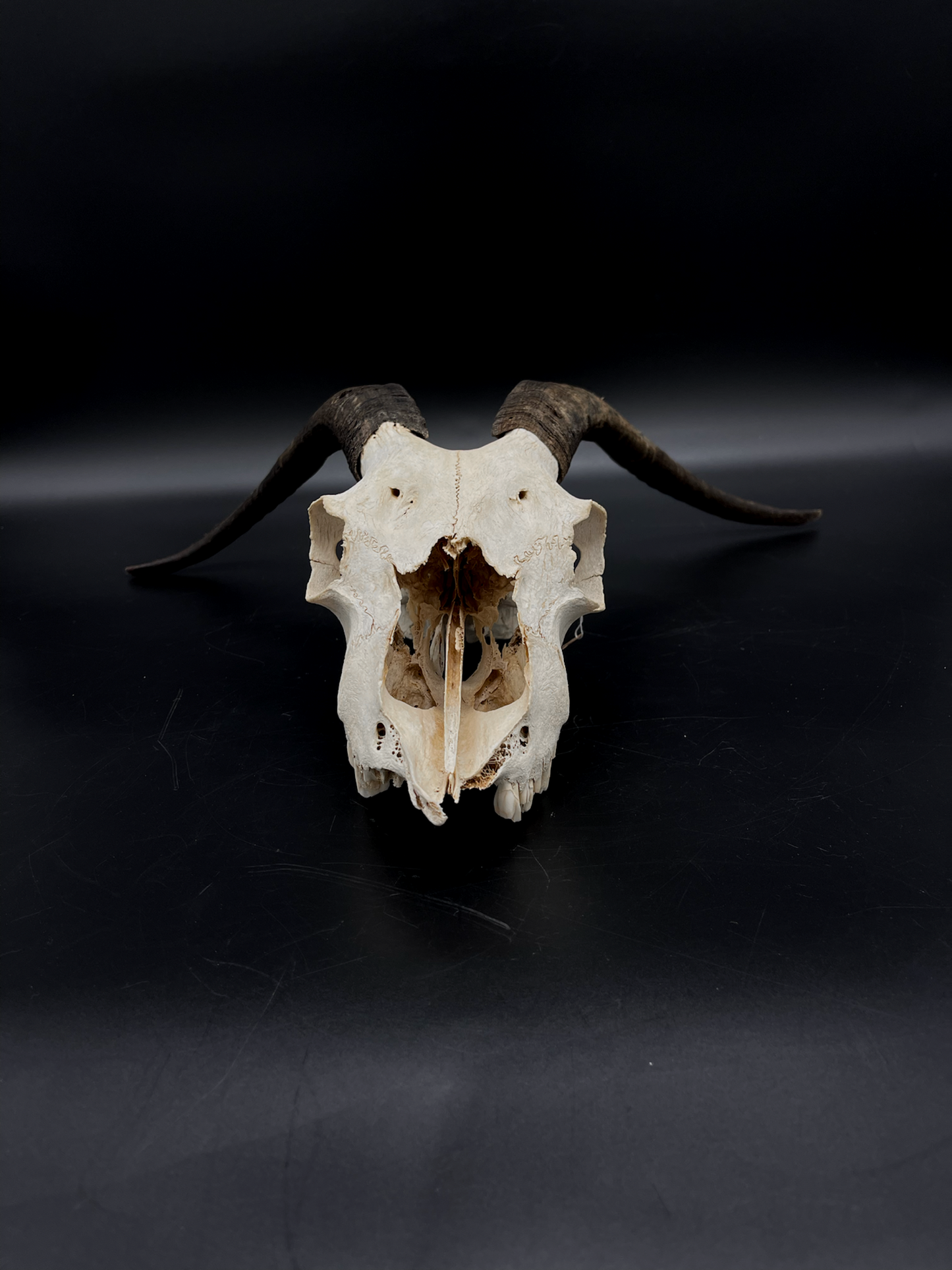 Craft Grade Nanny Goat Skull