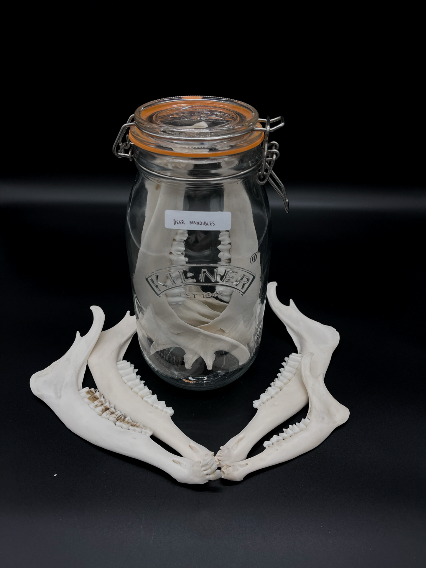 Deer Mandibles